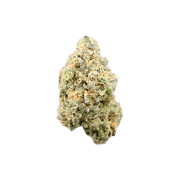 avaay 24/1 BPM Baby Pam